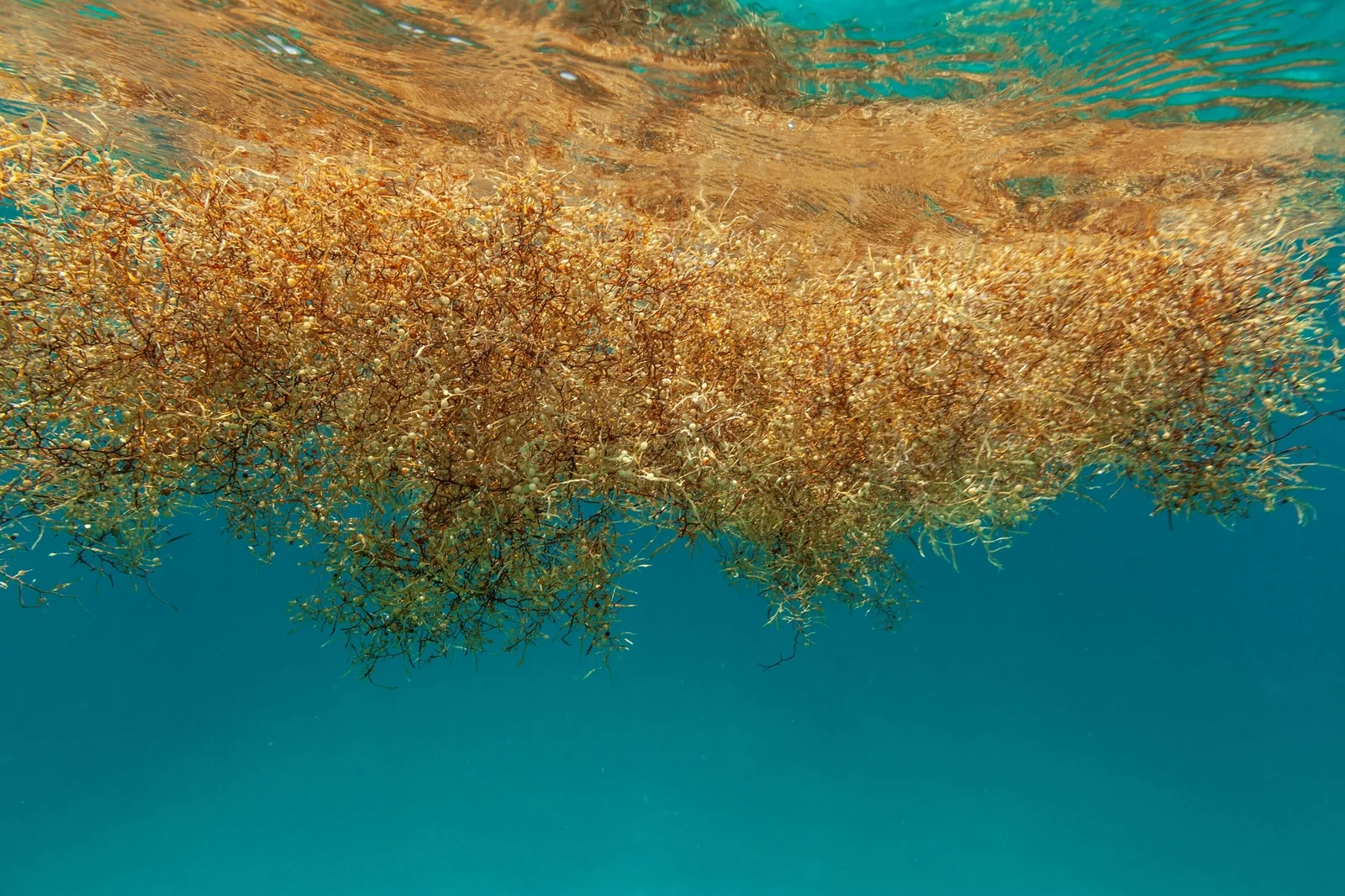 sargazo bacalar