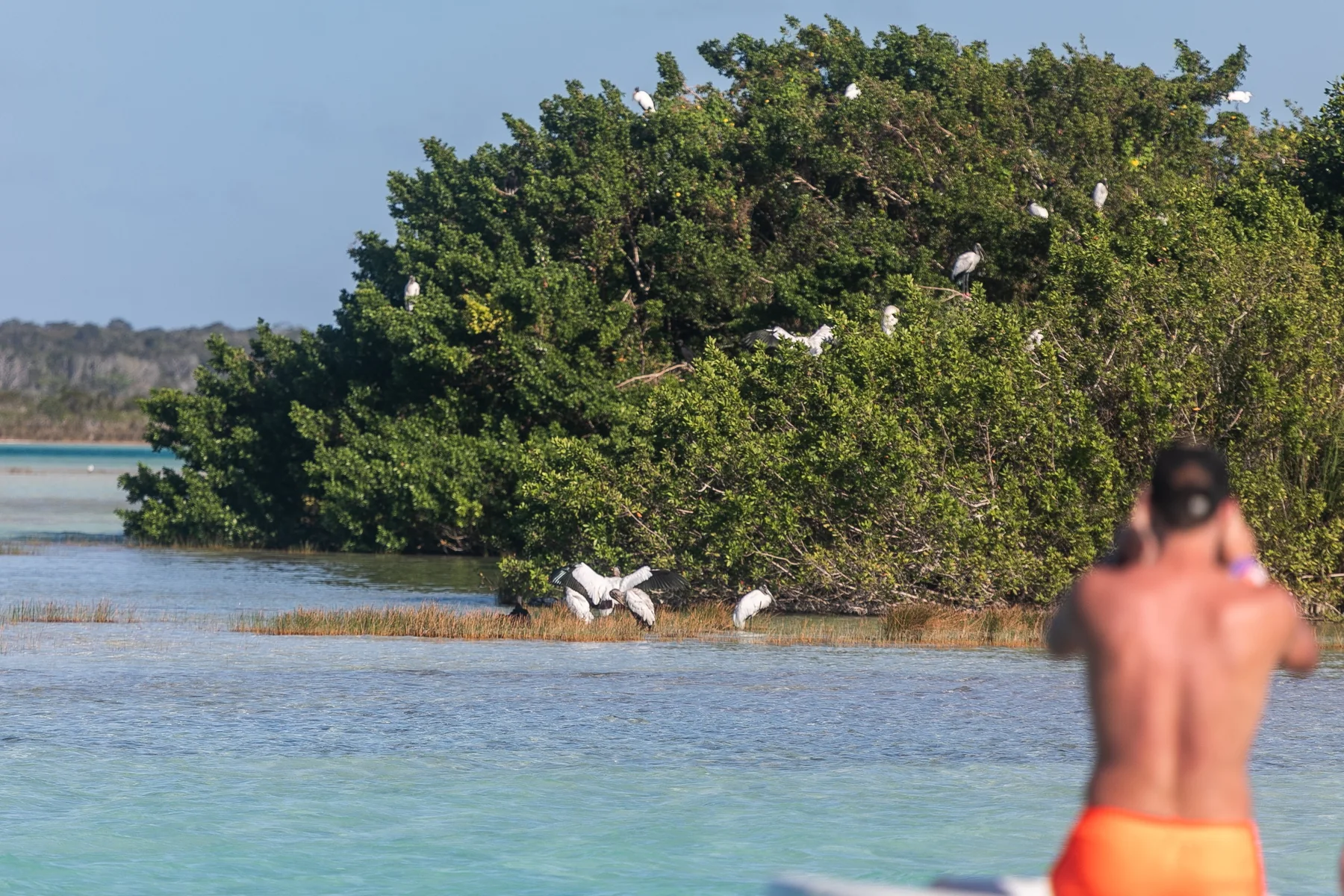 Bird Island Bacalar