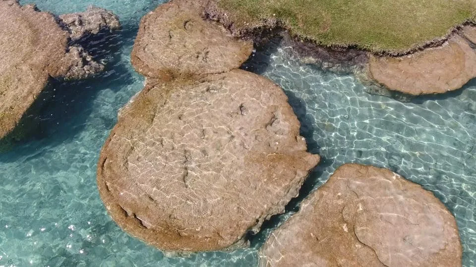 stromatolites Bacalar