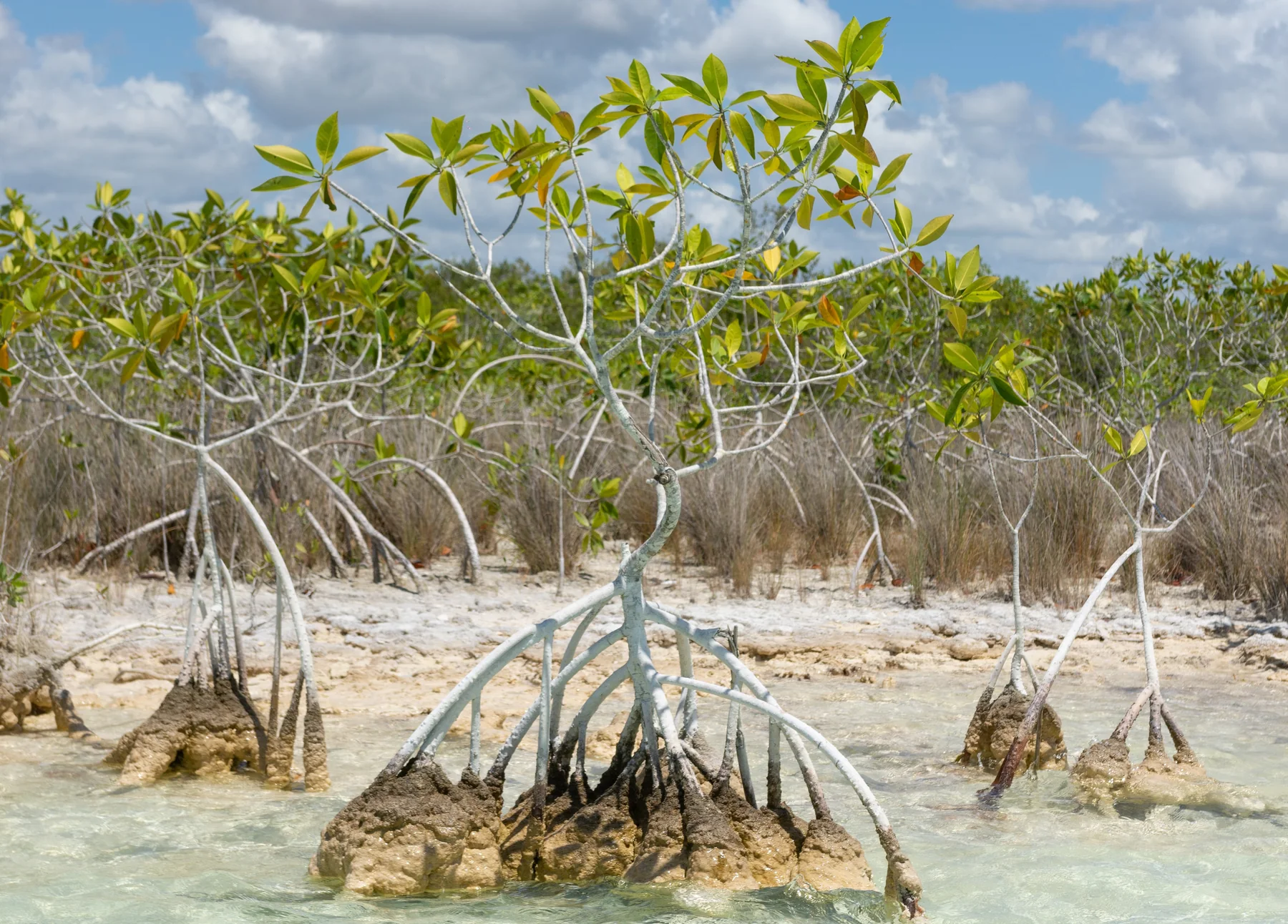 mangue bacalar