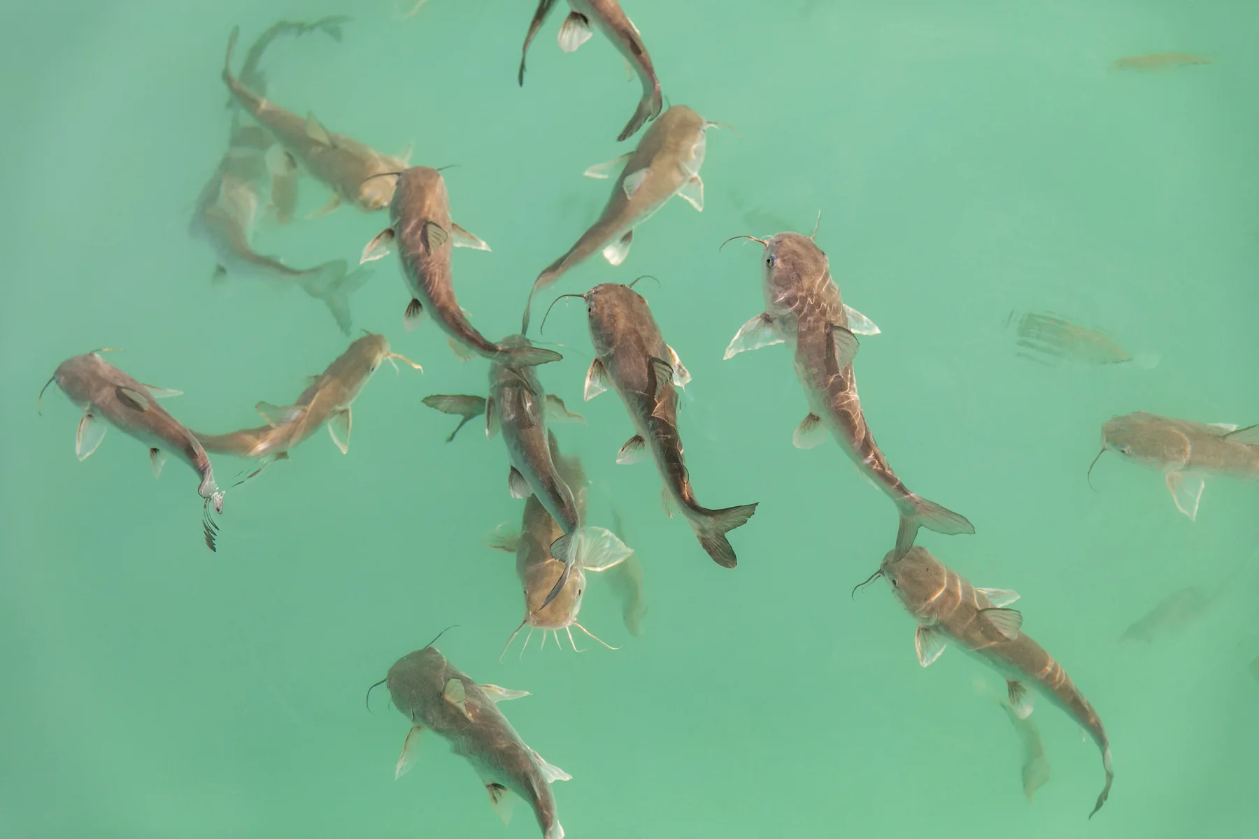 peixes bacalar